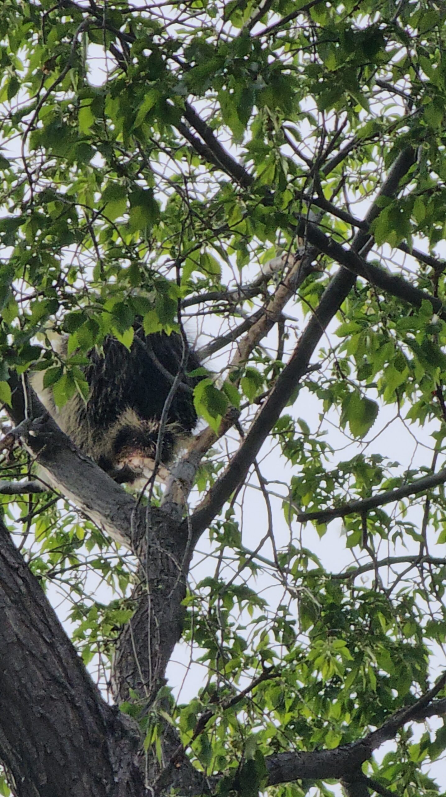 A Porcupine High Up In A Tree